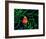 Clown Fish (Amphiprion Ocellaris)-Andrea Ferrari-Framed Photographic Print