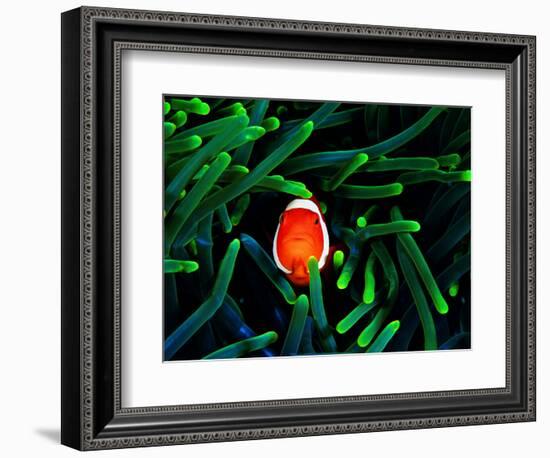 Clown Fish (Amphiprion Ocellaris)-Andrea Ferrari-Framed Photographic Print