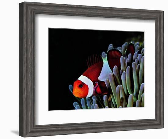 Clown Fish (Amphiprion Ocellaris)-Andrea Ferrari-Framed Photographic Print