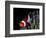 Clown Fish (Amphiprion Ocellaris)-Andrea Ferrari-Framed Photographic Print