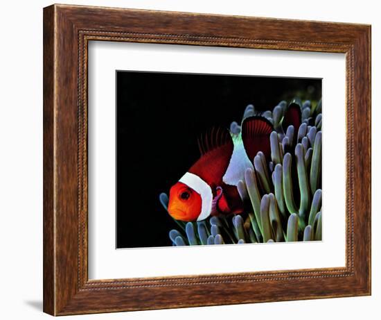 Clown Fish (Amphiprion Ocellaris)-Andrea Ferrari-Framed Photographic Print