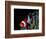 Clown Fish (Amphiprion Ocellaris)-Andrea Ferrari-Framed Photographic Print