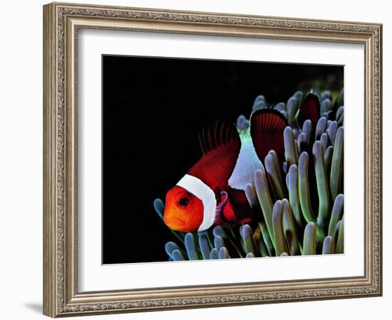 Clown Fish (Amphiprion Ocellaris)-Andrea Ferrari-Framed Photographic Print