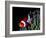 Clown Fish (Amphiprion Ocellaris)-Andrea Ferrari-Framed Photographic Print