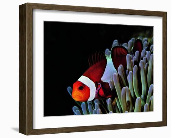 Clown Fish (Amphiprion Ocellaris)-Andrea Ferrari-Framed Photographic Print