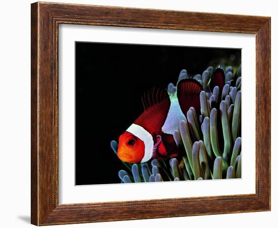 Clown Fish (Amphiprion Ocellaris)-Andrea Ferrari-Framed Photographic Print