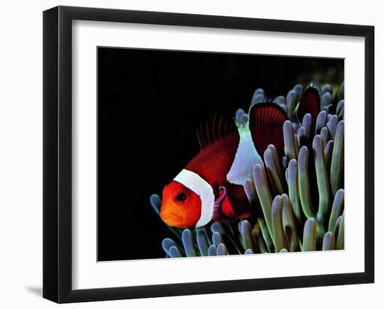 Clown Fish (Amphiprion Ocellaris)-Andrea Ferrari-Framed Photographic Print