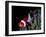 Clown Fish (Amphiprion Ocellaris)-Andrea Ferrari-Framed Photographic Print