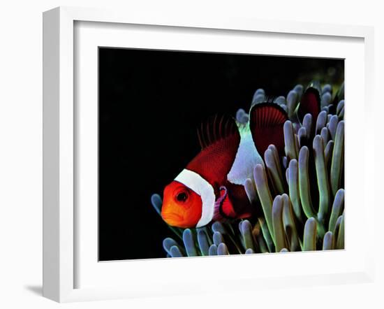 Clown Fish (Amphiprion Ocellaris)-Andrea Ferrari-Framed Photographic Print