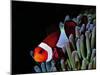 Clown Fish (Amphiprion Ocellaris)-Andrea Ferrari-Mounted Photographic Print