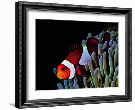 Clown Fish (Amphiprion Ocellaris)-Andrea Ferrari-Framed Photographic Print