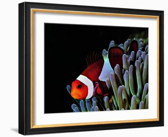 Clown Fish (Amphiprion Ocellaris)-Andrea Ferrari-Framed Photographic Print