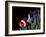 Clown Fish (Amphiprion Ocellaris)-Andrea Ferrari-Framed Photographic Print