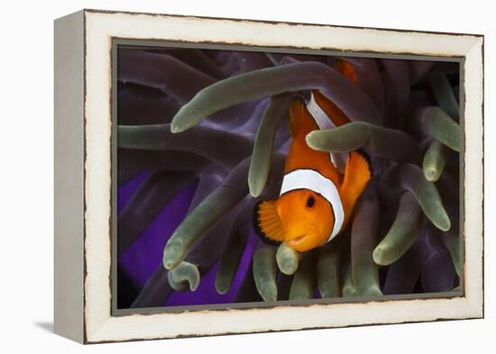 Clown Fish and Blue Anemonie-Bernard Radvaner-Framed Premier Image Canvas