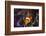 Clown Fish and Blue Anemonie-Bernard Radvaner-Framed Photographic Print