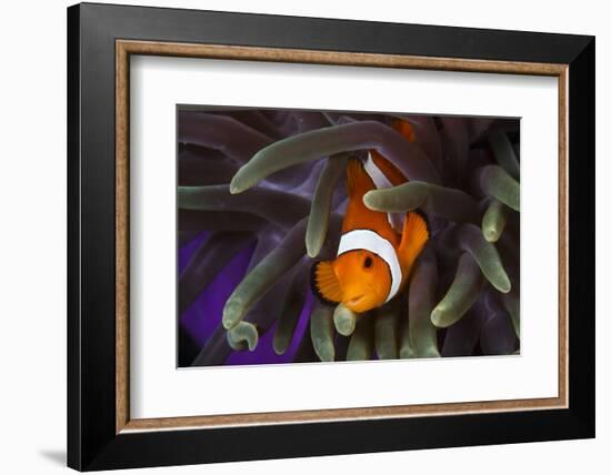 Clown Fish and Blue Anemonie-Bernard Radvaner-Framed Photographic Print