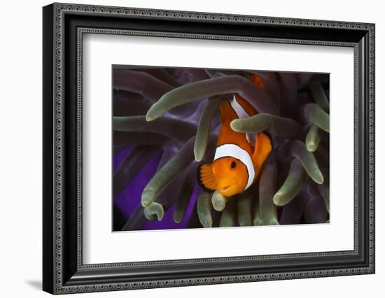 Clown Fish and Blue Anemonie-Bernard Radvaner-Framed Photographic Print