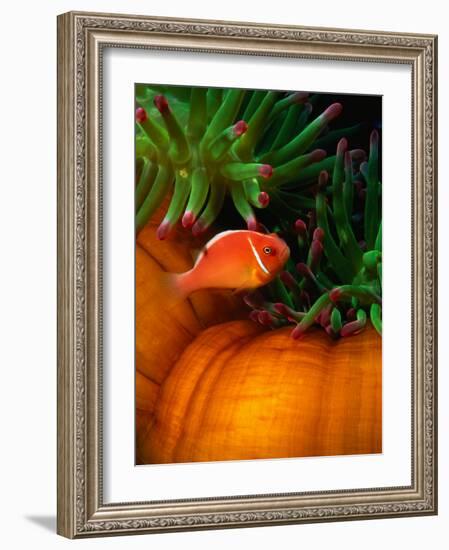 Clown Fish & Anemone, Truk Lagoon-Mike Mesgleski-Framed Photographic Print