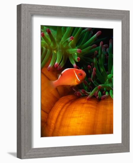 Clown Fish & Anemone, Truk Lagoon-Mike Mesgleski-Framed Photographic Print