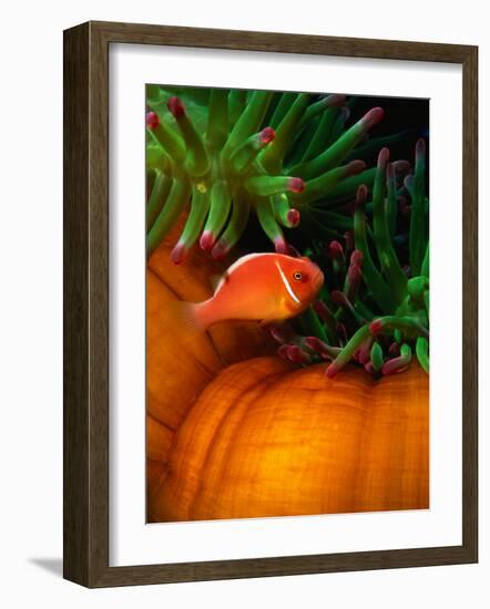 Clown Fish & Anemone, Truk Lagoon-Mike Mesgleski-Framed Photographic Print