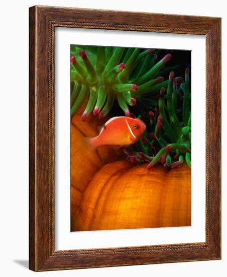 Clown Fish & Anemone, Truk Lagoon-Mike Mesgleski-Framed Photographic Print