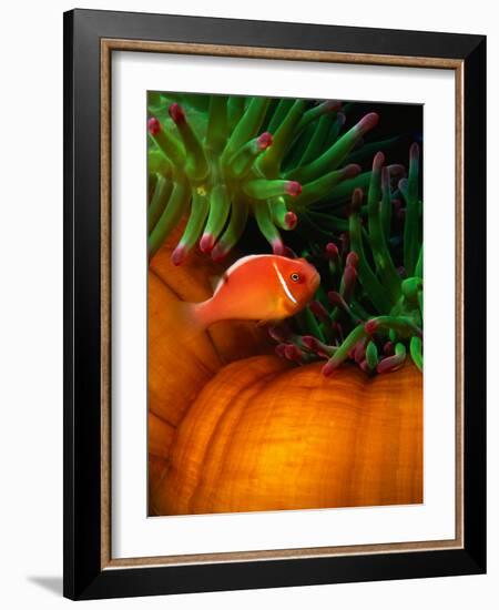 Clown Fish & Anemone, Truk Lagoon-Mike Mesgleski-Framed Photographic Print