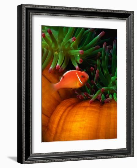 Clown Fish & Anemone, Truk Lagoon-Mike Mesgleski-Framed Photographic Print