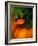 Clown Fish & Anemone, Truk Lagoon-Mike Mesgleski-Framed Photographic Print