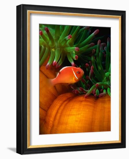 Clown Fish & Anemone, Truk Lagoon-Mike Mesgleski-Framed Photographic Print