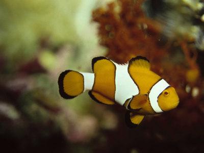 clown fish logo pop clown fish logo pop