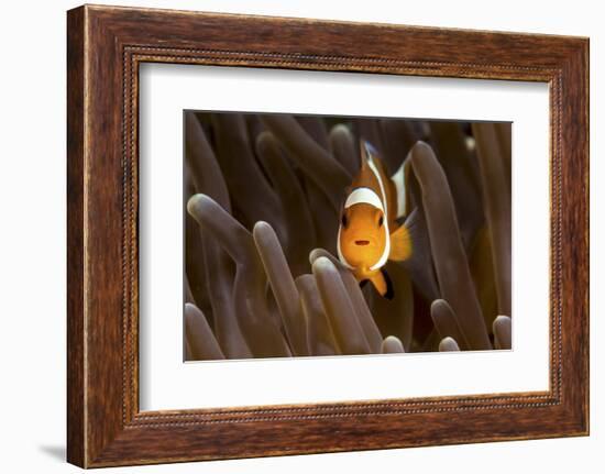 Clown Fish Portrait in Anemone-Bernard Radvaner-Framed Photographic Print