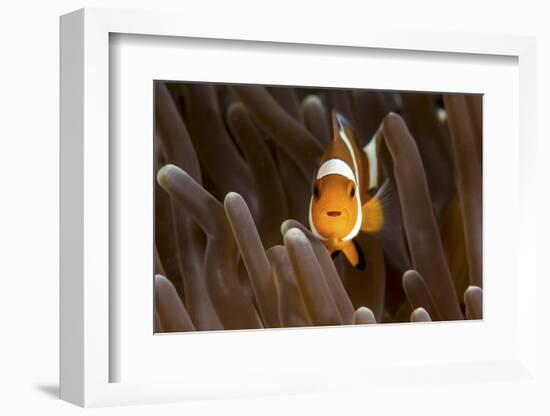 Clown Fish Portrait in Anemone-Bernard Radvaner-Framed Photographic Print