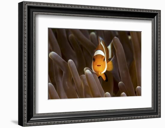 Clown Fish Portrait in Anemone-Bernard Radvaner-Framed Photographic Print