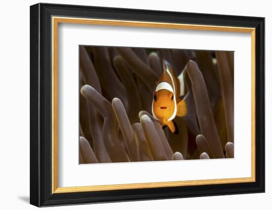 Clown Fish Portrait in Anemone-Bernard Radvaner-Framed Photographic Print