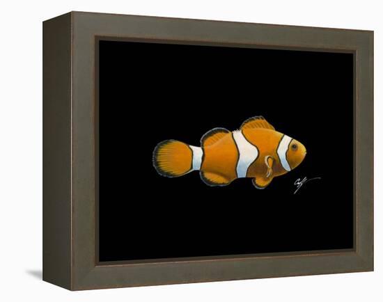 Clown Fish-Durwood Coffey-Framed Premier Image Canvas