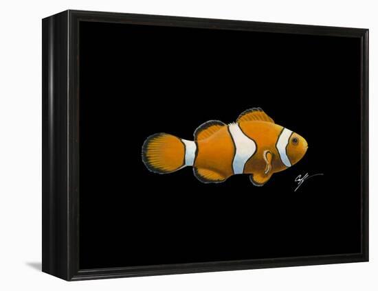 Clown Fish-Durwood Coffey-Framed Premier Image Canvas