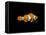 Clown Fish-Durwood Coffey-Framed Premier Image Canvas