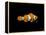 Clown Fish-Durwood Coffey-Framed Premier Image Canvas