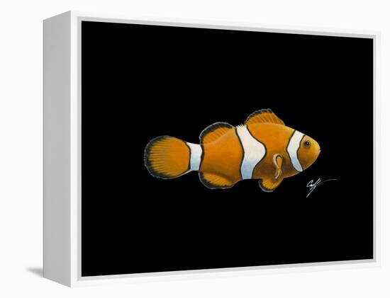 Clown Fish-Durwood Coffey-Framed Premier Image Canvas