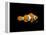 Clown Fish-Durwood Coffey-Framed Premier Image Canvas