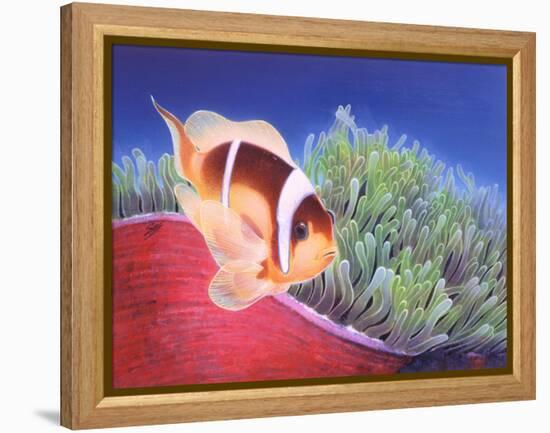 Clown Fish-Durwood Coffey-Framed Premier Image Canvas