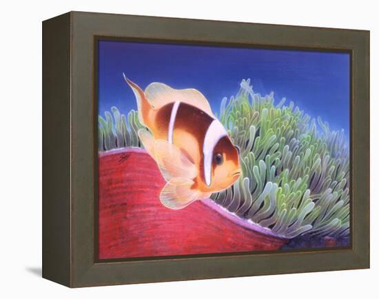 Clown Fish-Durwood Coffey-Framed Premier Image Canvas