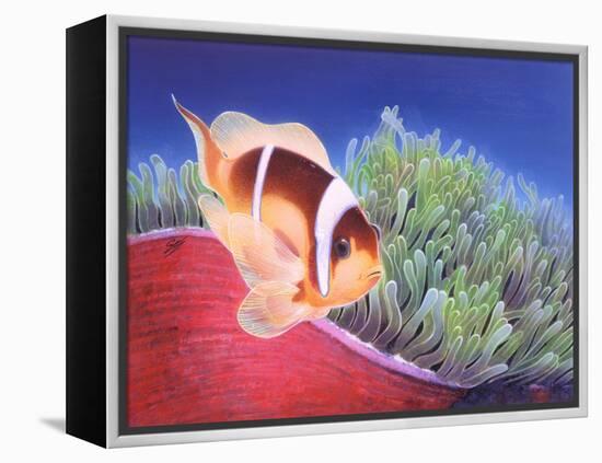 Clown Fish-Durwood Coffey-Framed Premier Image Canvas