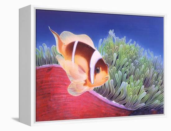 Clown Fish-Durwood Coffey-Framed Premier Image Canvas