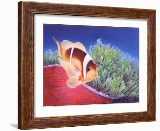 Clown Fish-Durwood Coffey-Framed Giclee Print