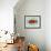 Clown Fish-Teofilo Olivieri-Framed Giclee Print displayed on a wall