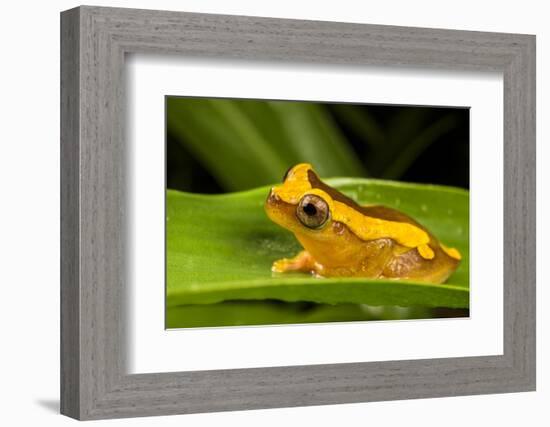 Clown frog (Dendropsophus leucophyllatus), Villa Carmen Biological Station, Peru-Emanuele Biggi-Framed Photographic Print