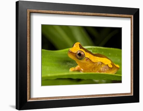 Clown frog (Dendropsophus leucophyllatus), Villa Carmen Biological Station, Peru-Emanuele Biggi-Framed Photographic Print