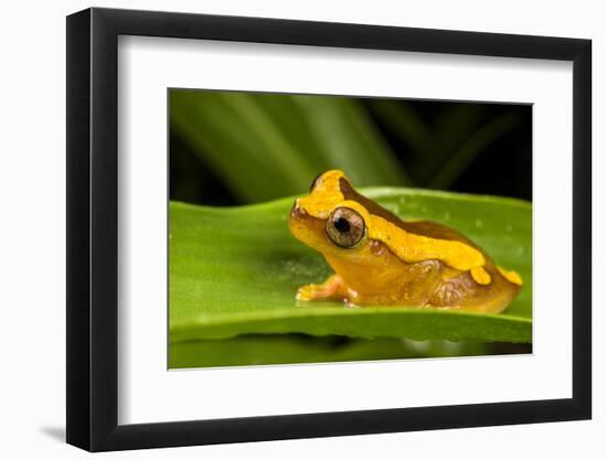 Clown frog (Dendropsophus leucophyllatus), Villa Carmen Biological Station, Peru-Emanuele Biggi-Framed Photographic Print