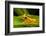 Clown frog (Dendropsophus leucophyllatus), Villa Carmen Biological Station, Peru-Emanuele Biggi-Framed Photographic Print